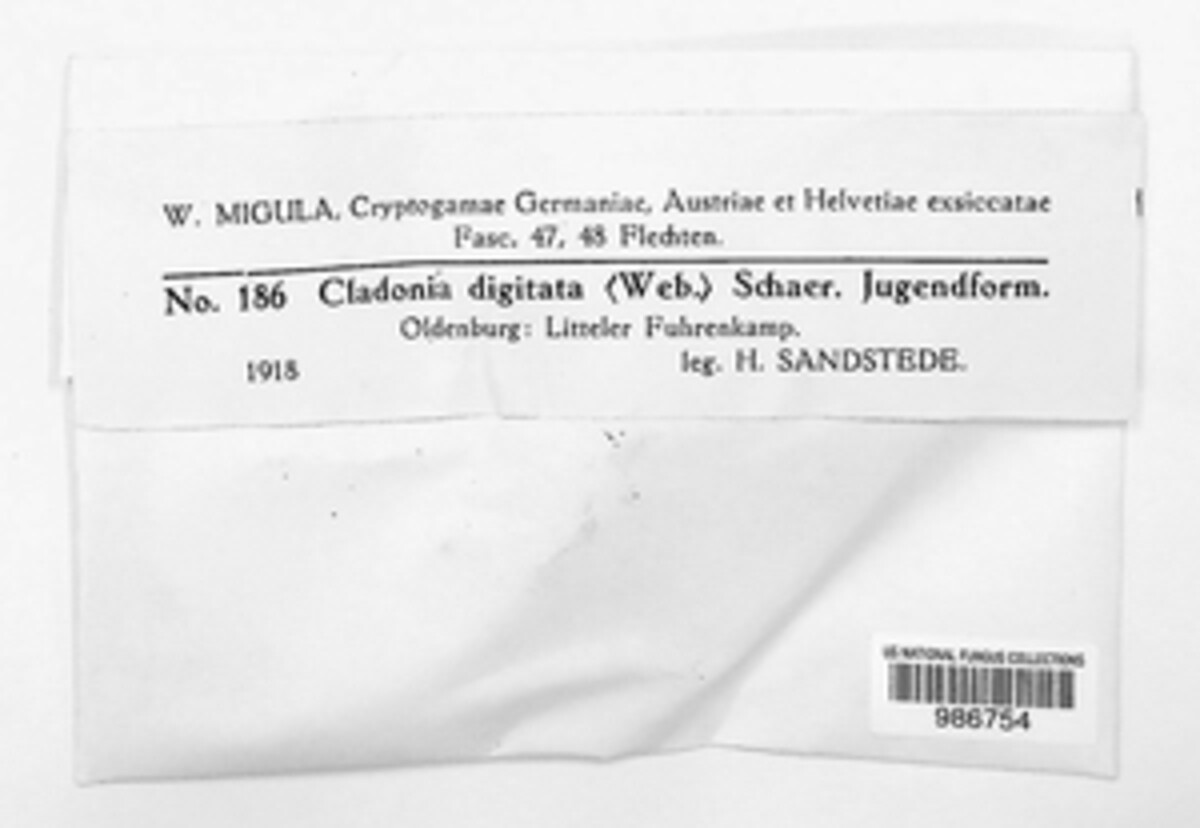 Cladonia digitata image